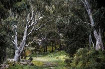 Eukalyptusbäume auf Patmos